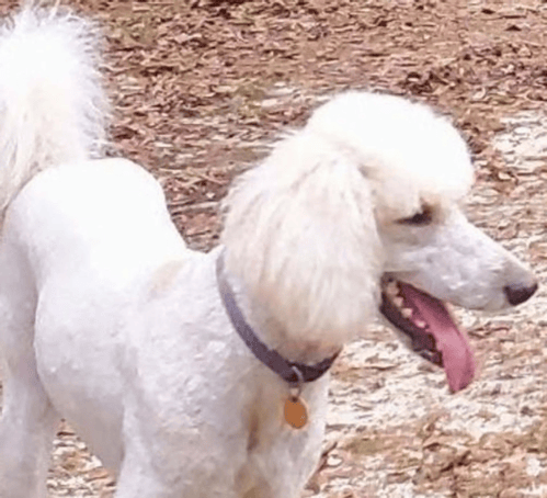 Poodles for sale Florida