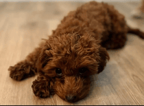 goldendoodle sale in florida