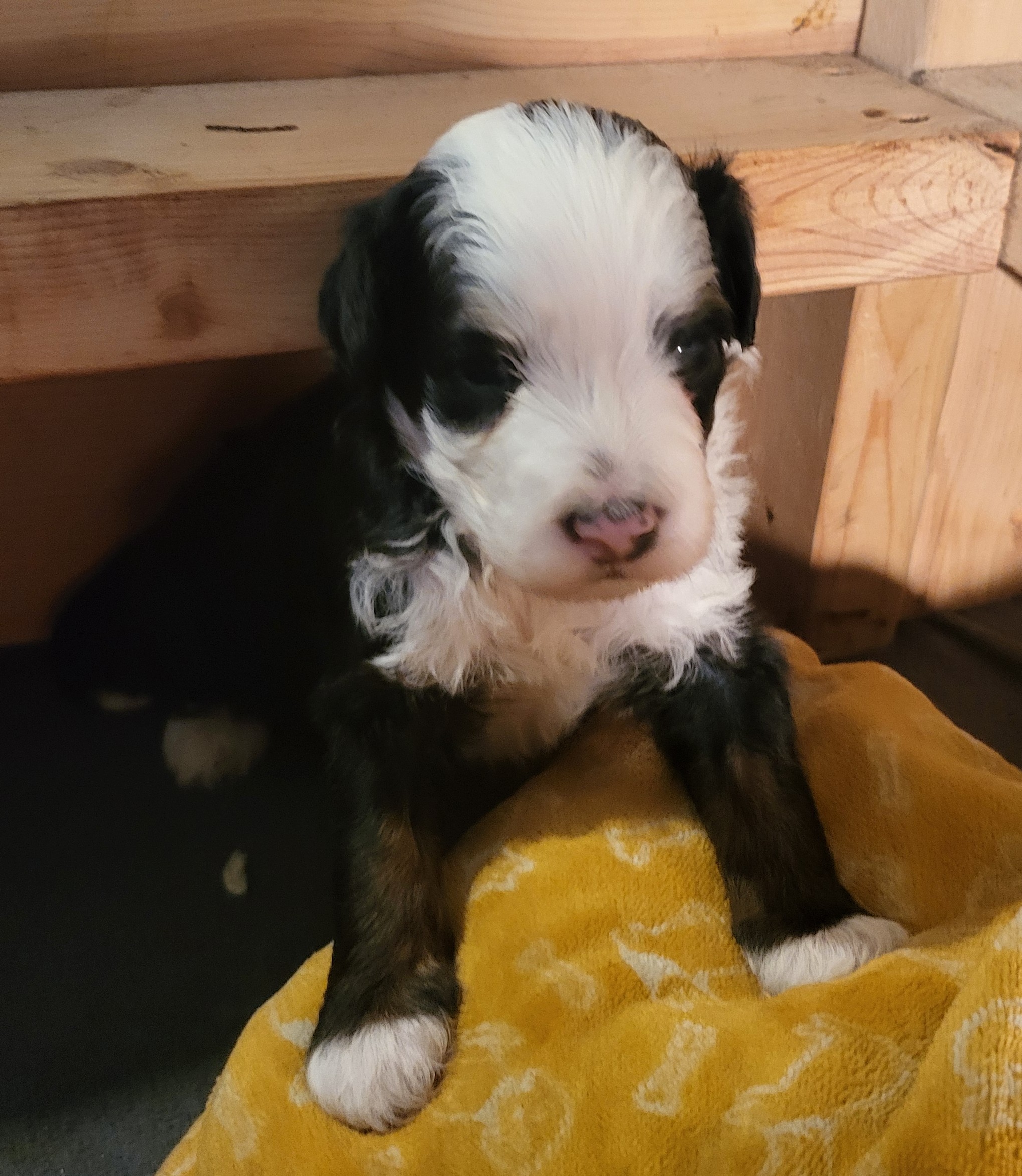 These two gorgeous bernedoodles are to die for! Their rich color, their perfectly placed markings, their huge blazes. Peter and Hope were born the day before Easter! They will be ready for their new homes on June 17th.