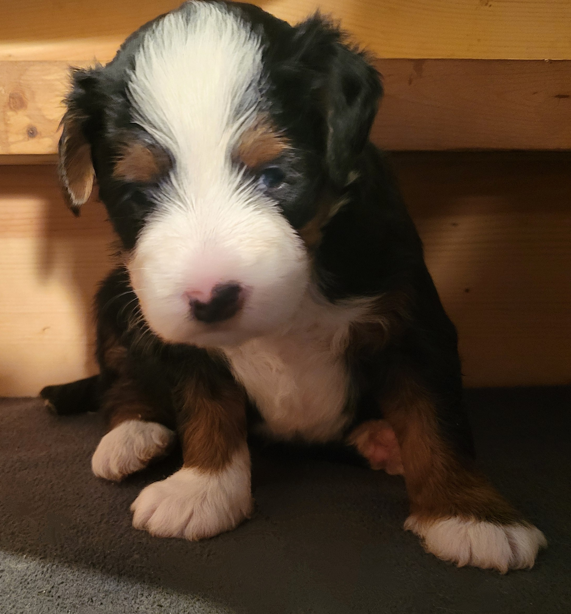 These two gorgeous bernedoodles are to die for! Their rich color, their perfectly placed markings, their huge blazes. Peter and Hope were born the day before Easter! They will be ready for their new homes on June 17th.