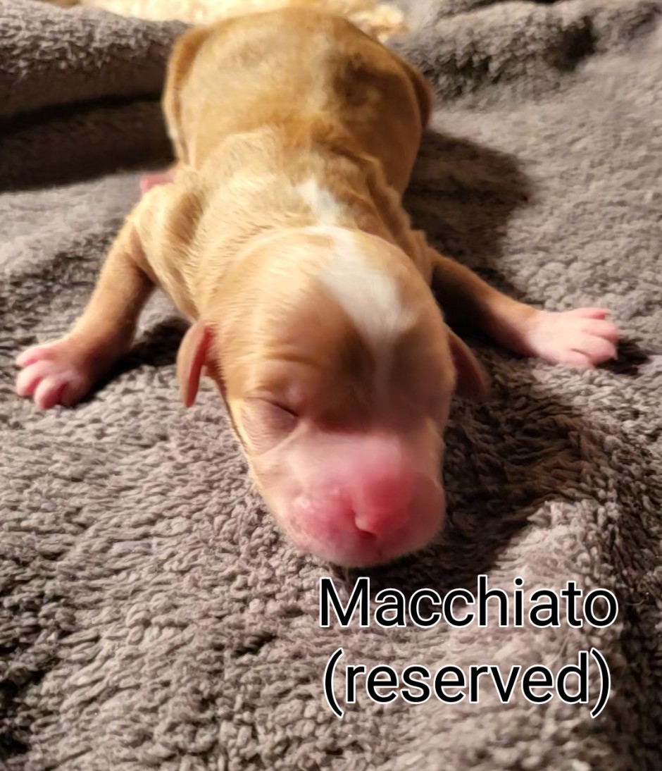 Karis and Stevie had 6 precious puppies on May 20! We have 2 beautiful boys and 4 gorgeous girls. These little darlings will be ready to go to their new homes on July 15. They will be 15 - 20 lbs. when they're fully grown. One is already reserved so call now to hold yours!