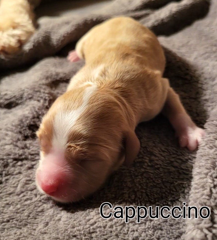 Karis and Stevie had 6 precious puppies on May 20! We have 2 beautiful boys and 4 gorgeous girls. These little darlings will be ready to go to their new homes on July 15. They will be 15 - 20 lbs. when they're fully grown. One is already reserved so call now to hold yours!