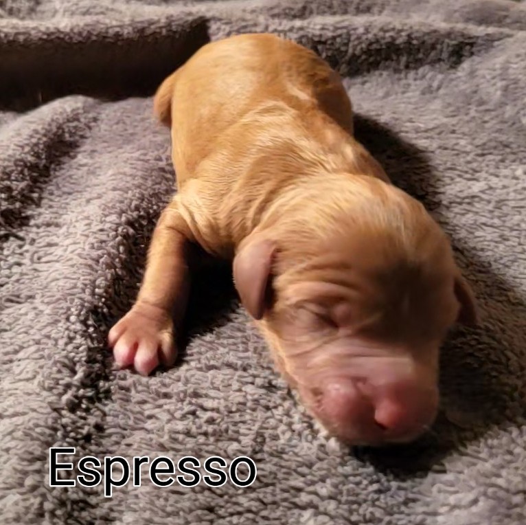 Karis and Stevie had 6 precious puppies on May 20! We have 2 beautiful boys and 4 gorgeous girls. These little darlings will be ready to go to their new homes on July 15. They will be 15 - 20 lbs. when they're fully grown. One is already reserved so call now to hold yours!