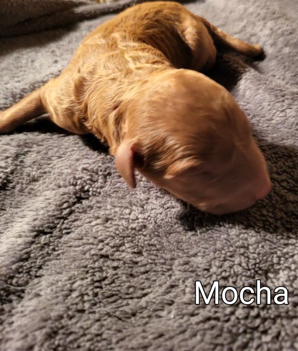 Karis and Stevie had 6 precious puppies on May 20! We have 2 beautiful boys and 4 gorgeous girls. These little darlings will be ready to go to their new homes on July 15. They will be 15 - 20 lbs. when they're fully grown. One is already reserved so call now to hold yours!