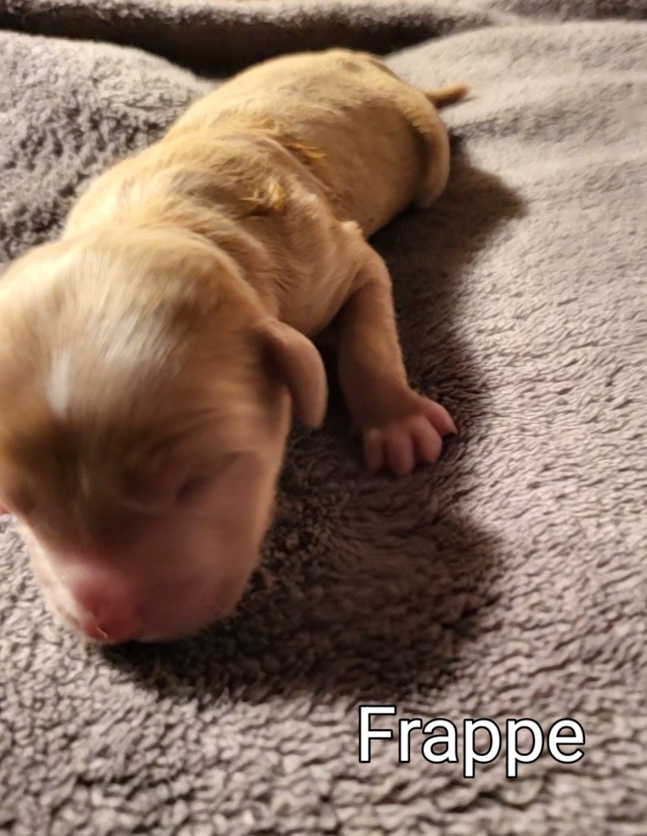 Karis and Stevie had 6 precious puppies on May 20! We have 2 beautiful boys and 4 gorgeous girls. These little darlings will be ready to go to their new homes on July 15. They will be 15 - 20 lbs. when they're fully grown. One is already reserved so call now to hold yours!