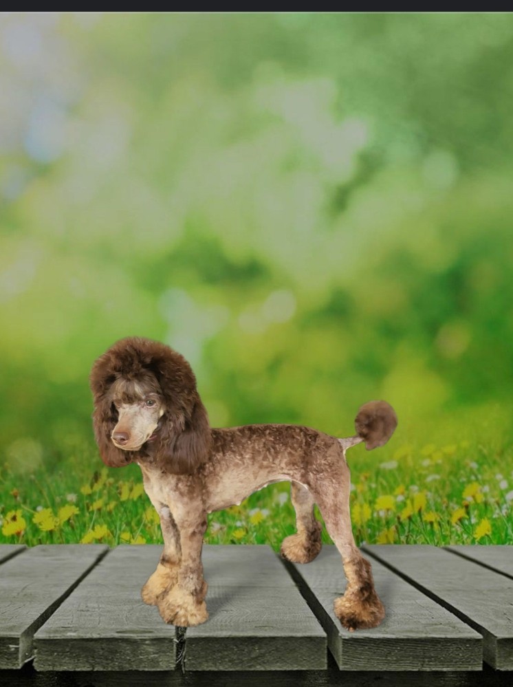 Frankie Rose is a small mini chocolate phantom poodle. She has the funniest perso of of the bunch! Dramatic and demanding of her loyal subjects! She's really a very sweet girl, eager to please, and so so beautiful!