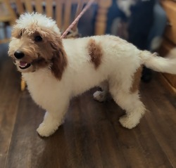 Freya is one of our medium, small standard goldendoodles. She is a luxurious dark red and white parti colored girl. She's the sweetest thing. She loves cuddling with her dad most of all.