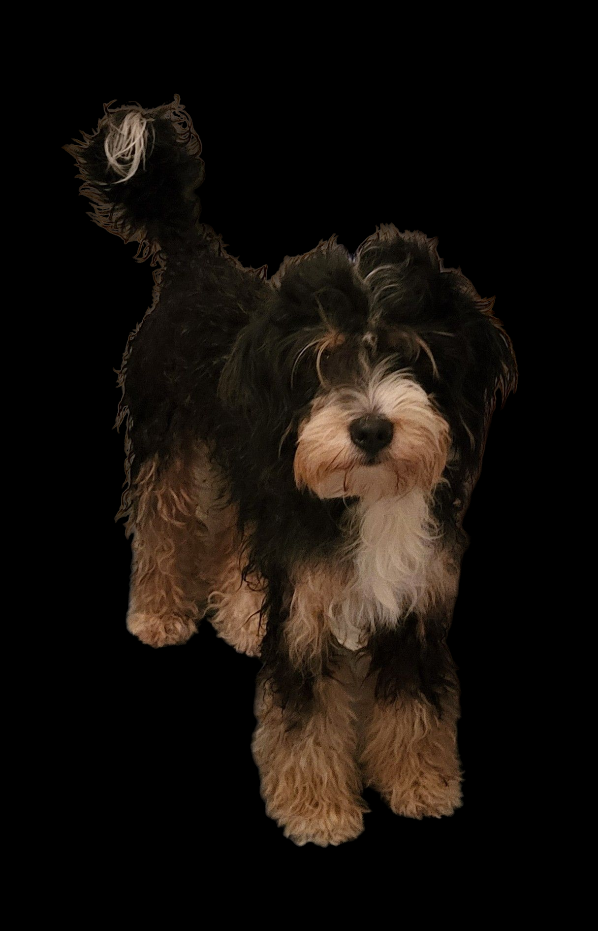 Kaia Belle is our other mini bernedoodle girl. She is a traditional tri colored girl. Even though she's around 25 lb., she's the boss around here. All the dogs look up to her! She's a sweet, smart girl! She is also health and temperament tested.