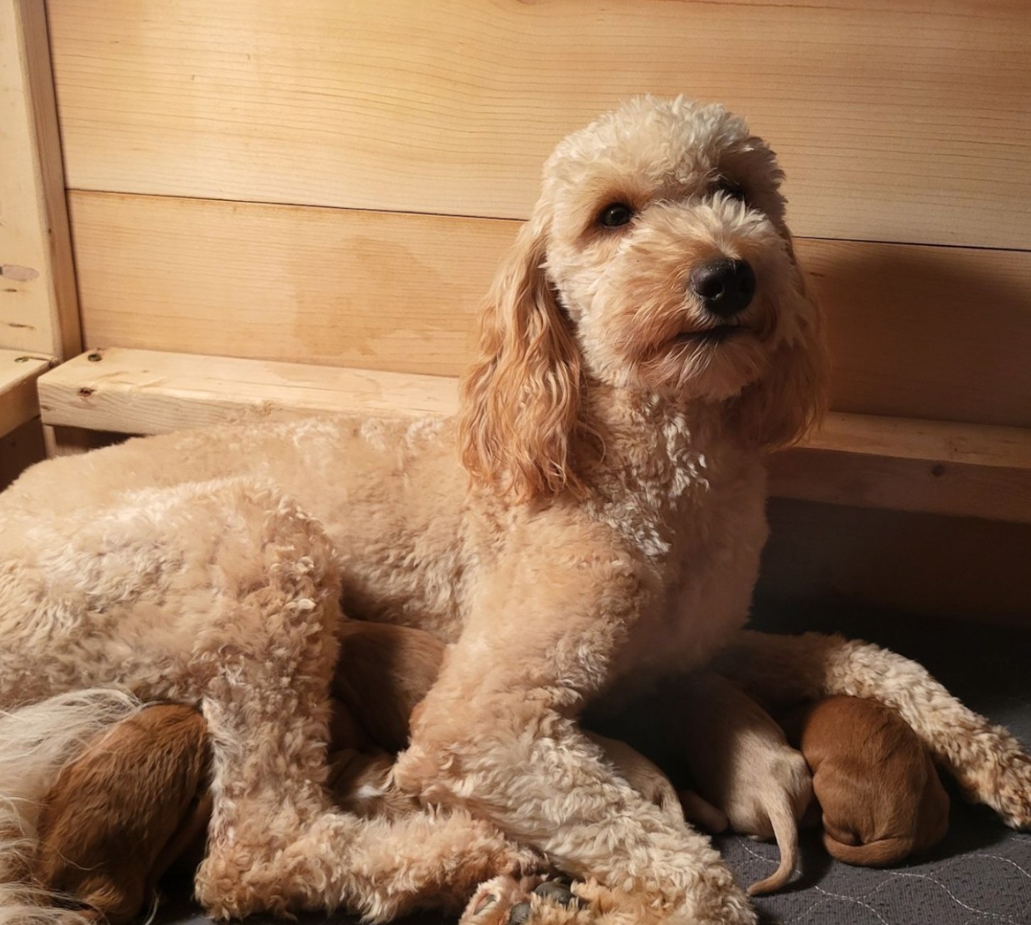 Karis is the smallest of our goldendoodle girls, closer to 20 lb., she is sweet, gentle and very laid back. She's a soft champaigne color with white on her chest. She's a great, loving mama!