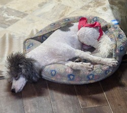 Louisa May, or Ouiser as we call her, is the prettiest little silver and white parti girl! And what a surprise her soft silver locks were! Her mommy was a apricot and white girl and daddy is our Toby and black tri boy. We are excited to continue to create silver babies with our Ouiser girl! 🤍