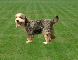 Paris is one of our mini bernedoodles! Her coat color is called black tri merle. She has gorgeous blue eyes, a soft, luxurious coat, gorgeous dark copper points, and beautiful black patches throughout her gray coat. She is a loving girl!