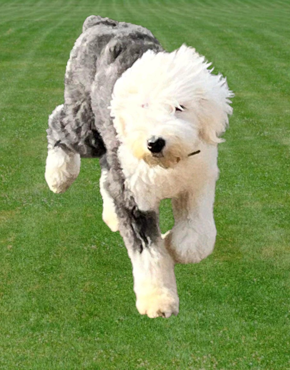 Sapphire is our amazing Old English Sheepdog! She is a beauty, with ice blue eyes, the sweetest personality, and she's so gentle with our little dogs! As all of our dogs, she has been health and temperament tested.