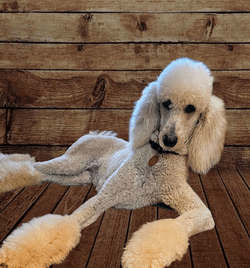 Thea is a gorgeous pale apricot standard poodle. She's also a lovebug! She loves to hang out with her people, whether its lounging on the couch, or swimming in the pool! We love our Thea Jane! 💖